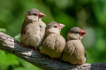 Wildlife photography of birds in Hong Kong park and Shenzhen bay