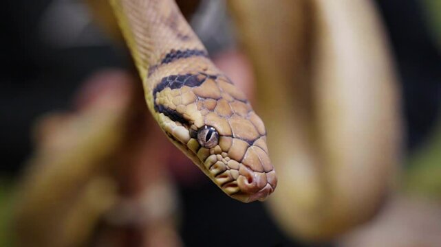 A snake, hanging in mid-air with intricate patterns on its scales, captured in slow motion