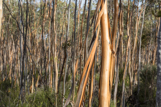 Young gimlet trees in dense woodland near Lake King