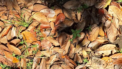 Explore the natural texture of dry and dead leaves piled on the ground, a classic scene of autumn with brown leaf litter covering the forest floor