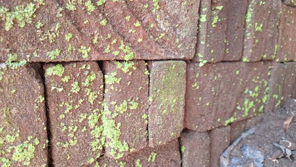The natural combination of old bricks and green moss creates a textured and organic surface, perfect for backgrounds depicting time or nature