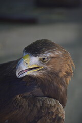 aguila real