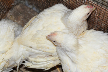 Layer farm, Group of healthy white chicken in poultry farm closeup, poultry, layer hens for eggs, poultry and livestock Chicken, Poultry farm with chicken, White chicken Farming feed in indoor housing
