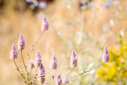 Mulla mulla flowers against blurred background