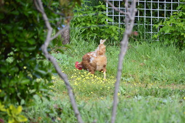 gallina comiendo flores del jardín