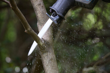 	夏ミカンの木の枝を切る男性