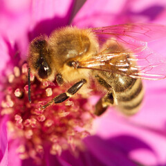 bee on pink flower