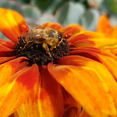 bee on flower