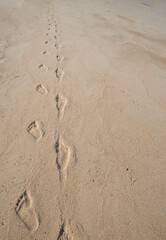 Footprints in the sand on the beach, closeup of photo