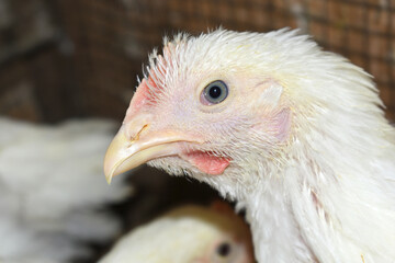 Closeup portrait of White hen at poultry farm, Layer farm, Group of healthy white chicken in poultry farm closeup, hen face closeup in farm, poultry, layer hens for eggs, poultry and livestock Chicken