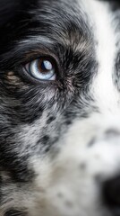Blue merle border collie's intense gaze, close-up on white. Focused and alert canine expression.
