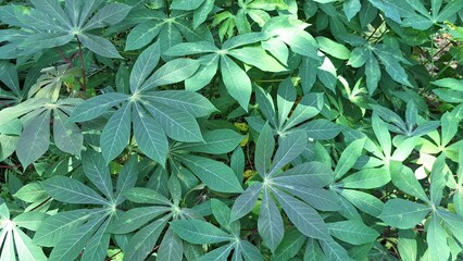 Close-Up of Fresh Cassava Leaves Forming a Lush Tropical Canopy – Excellent for Nature-Themed Backgrounds and Organic Design Projects	
