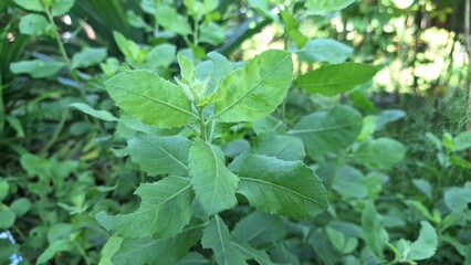 Fresh Indian Camphorweed Foliage – Close-Up of Traditional Herbal Plant Pluchea Indica for Natural Wellness and Botanical Concepts