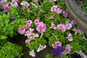 Pink White petunias in the garden, Petunia, Close up of Pink White Petunia flower in the garden, Petunia flower and blurred background, Background of White Yellow petunia flowers, spring flower Closeu