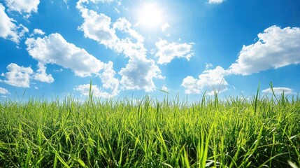 Fototapeta premium Green grass field under blue sky with fluffy clouds and bright sun. Use this image for backgrounds, nature themes, and inspirational content.