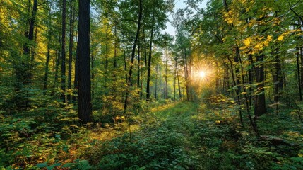 Obraz premium Sunlight filters through autumn forest