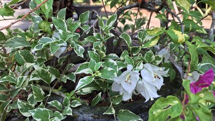 Close-up of Bougainvillea Glabra Variegata Flowers with White and Pink Petals Blooming Naturally in Tropical Sunlight