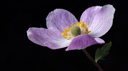 Fototapeta premium Close-up of a single flower, specifically anemone nemorosa, with its petals in a deep purple color.