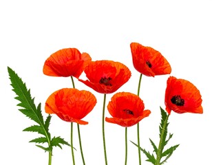 Vibrant Red Poppies on White Background