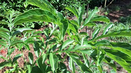 Detailed Macro Shot of Porang Plant (Amorphophallus Muelleri) with Fresh Green Leaves Perfect for Eco-Friendly Concepts, Herbal Studies, and Natural Backgrounds	
