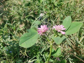 Reversed clover or the Trifolium resupinatum