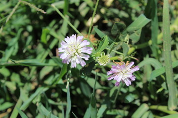 Obraz premium Reversed clover or the Trifolium resupinatum