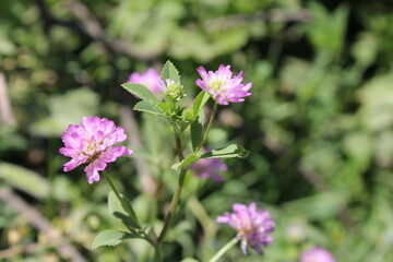 Reversed clover or the Trifolium resupinatum