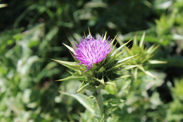 Silybum marianum, Milk thistle or the marian thistle