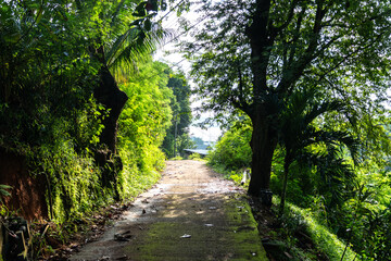 Rural road through tropical jungle on Praslin island in Seychelles leading to local houses
