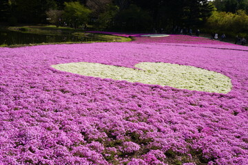 creeping phlox