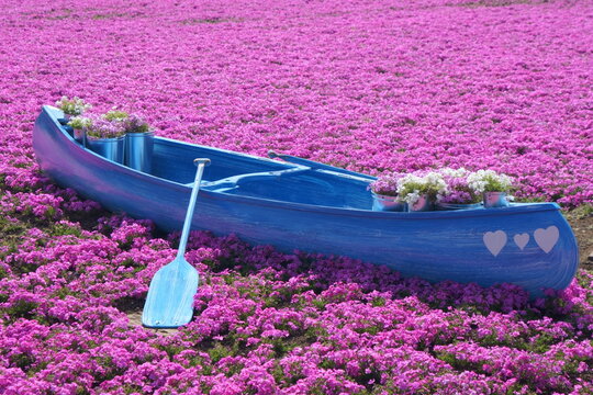 creeping phlox