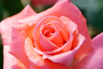 Roses are blooming
