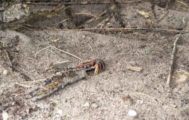 Wild crab on sandy ground near burrow entrance, showing claws and legs, perfect for wildlife