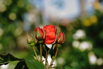 Roses are blooming