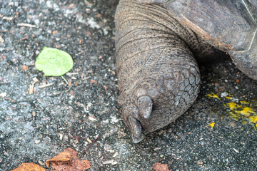 Closeup of a giant tortoise foot with textured scales and claws on a rough ground surface
