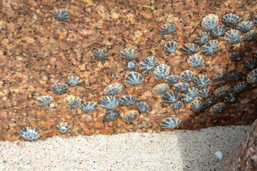 Cluster of small black and white limpets attached to a reddish granite rock surface