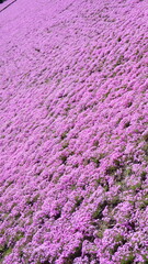 creeping phlox