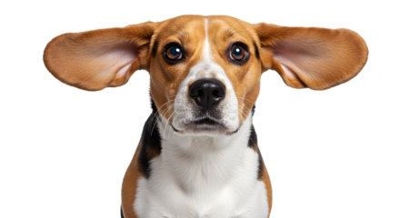 Captivating beagle portrait showcasing adorable, oversized ears against clean backdrop