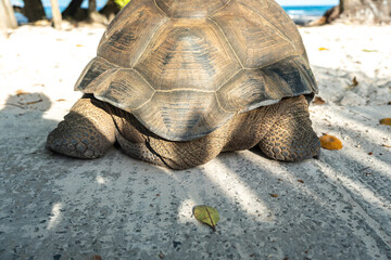 Close-up of the back of a giant tortoise on La Digue Island, Seychelles