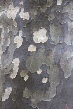 Mottled pattern of bark on a plane tree
