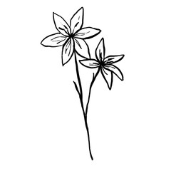 black and white flower isolated on white