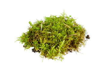 fresh green natural moss pile piece isolated on white or transparent png
