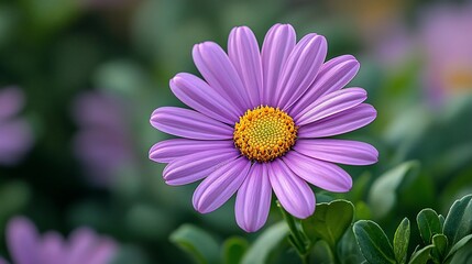 Obraz premium Close-up of a delicate purple flower