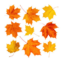 Vibrant Autumnal Display of Five Distinct Orange and Yellow Leaves, Isolated on Transparent Background