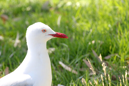 Close up of a seagull standing on grass - Powered by Adobe