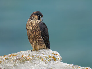 Peregrine falcon (Falco peregrinus)