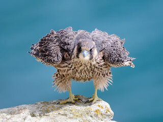 Peregrine falcon (Falco peregrinus)