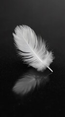 Obraz premium Single white feather on black background