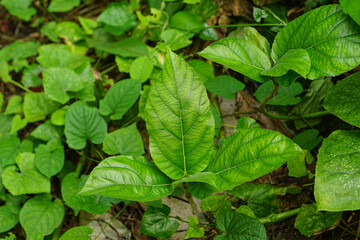 Ficus hispida or opposite leaf fig wild plant 