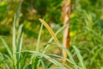 Napier grass flower 